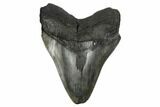 Fossil Megalodon Tooth - South Carolina #175970-1